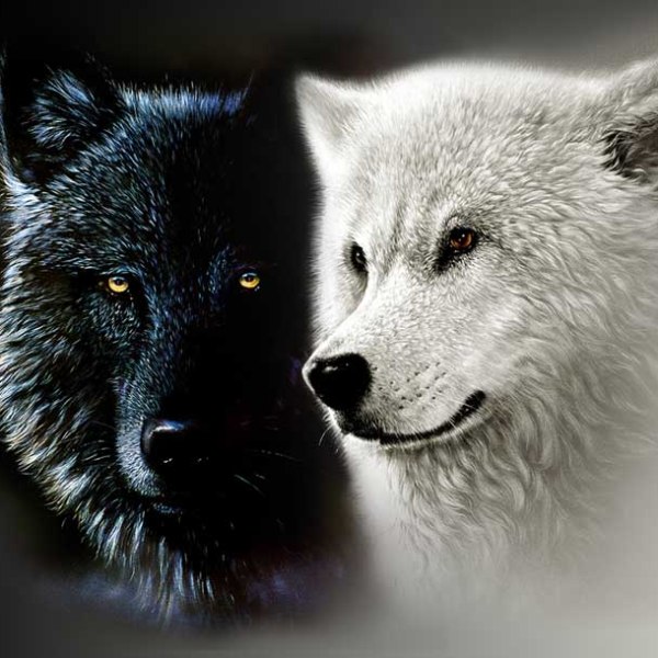 two-wolves