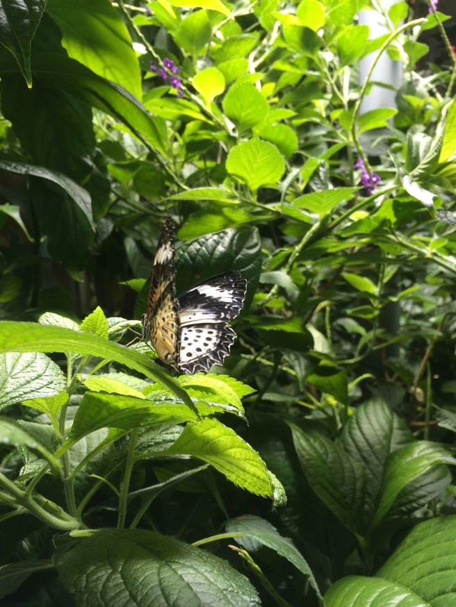 butterfly-leaf-transformation-self esteem